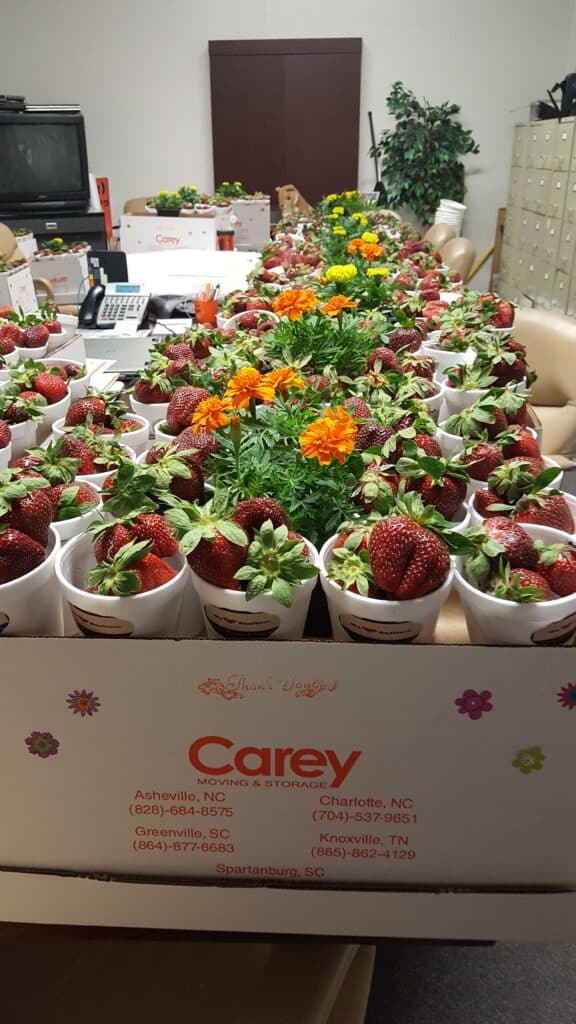 Carey Moving Company delivers strawberries for local real estate partners