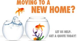 fish jumping from 1 bowl to another